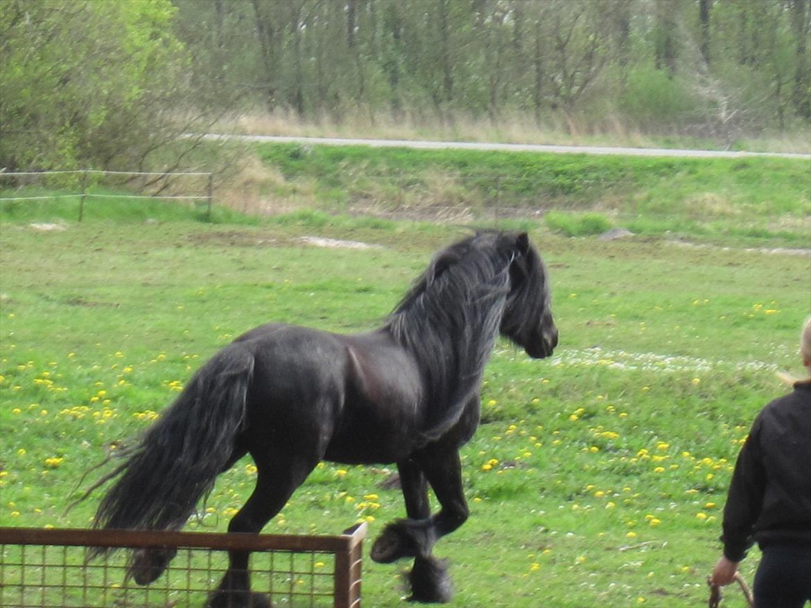 Fell pony Lunesdale Battle Cry (Hr. skæg) - Typisk løber når man kommer :D billede 12