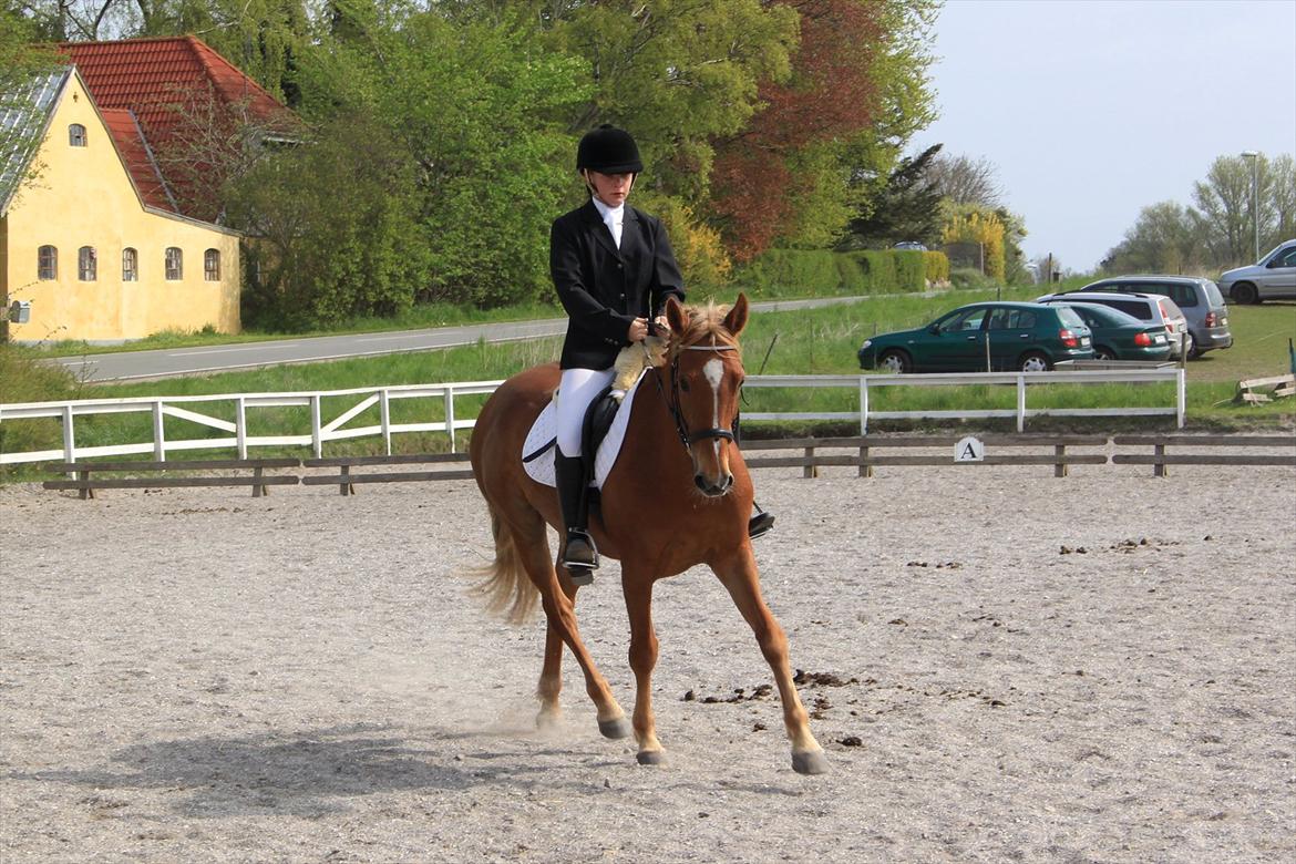 Appaloosa Sequoia van de lorkeershoeve <3 - første dressur stævne<3 HUR d. 4/5-12<3
foto: Niels/Matilda Kilstrup!:D billede 16