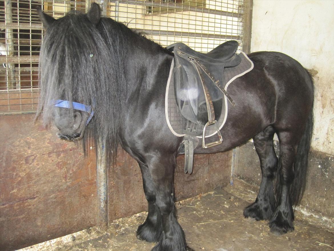 Fell pony Lunesdale Battle Cry (Hr. skæg) billede 6