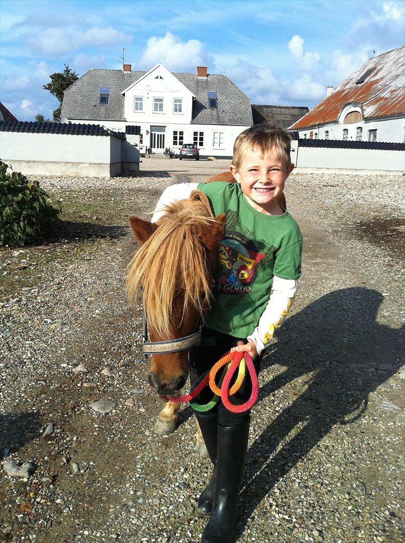 Shetlænder Felix (Familiens pony) - Simon og Felix billede 1