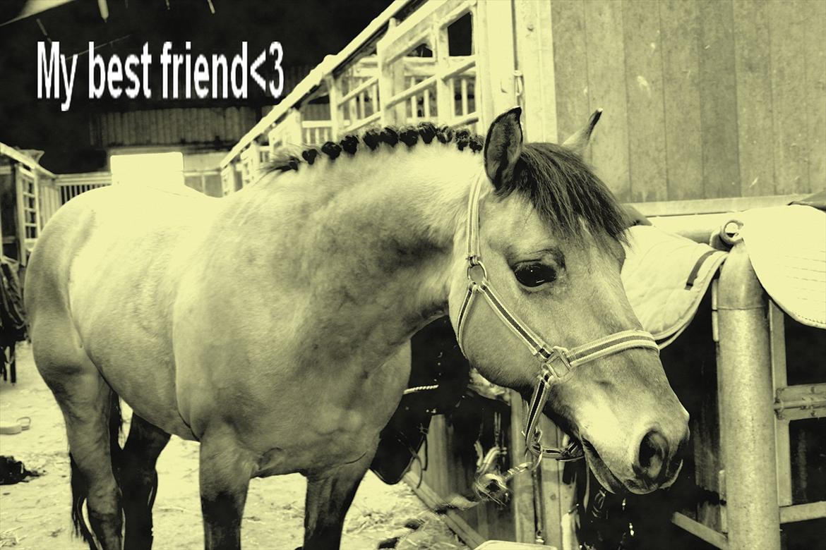 Tysk Sportspony Matador [Matte] - fordi du er min bedste ven<3
foto: mig billede 18