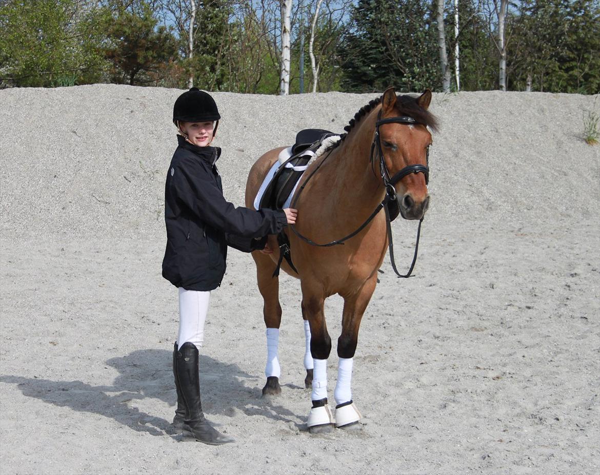 Tysk Sportspony Matador [Matte] - fordi vi er super ´smækre!:D
foto: farmand billede 3