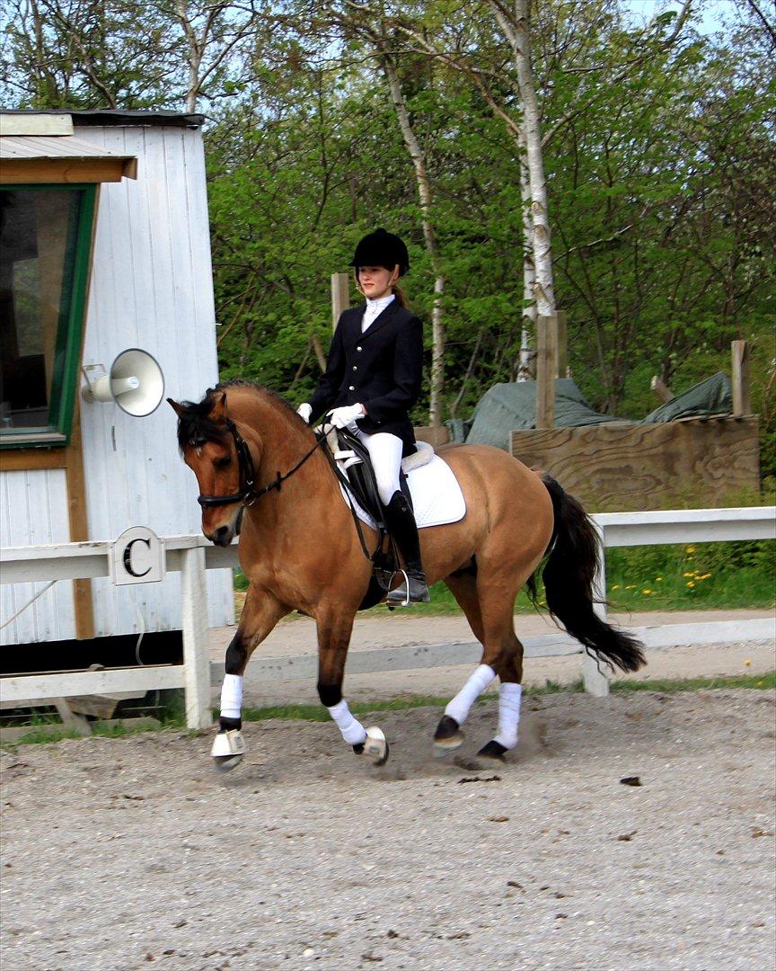 Tysk Sportspony Matador [Matte] - dressur stævne på hur!:D
foto: far kilstrup billede 11