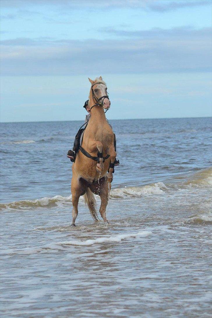 Palomino Fortunens Logo - Min lille vilde mand :P billede 3