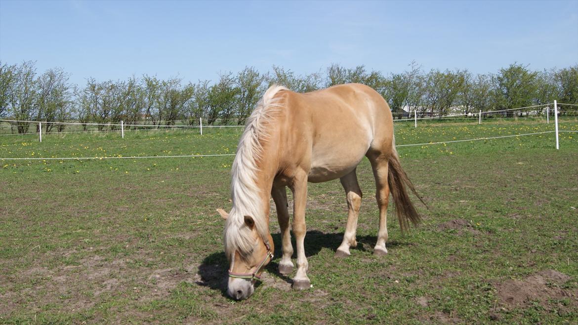 Tyroler Haflinger Valua <3 billede 4