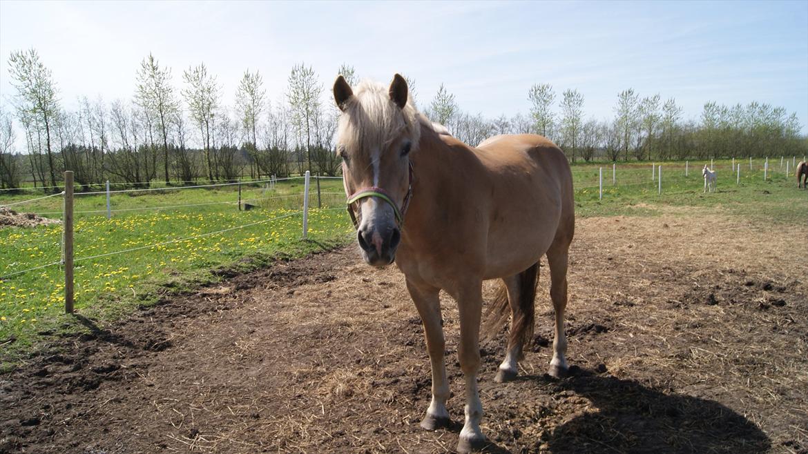 Tyroler Haflinger Valua <3 billede 18