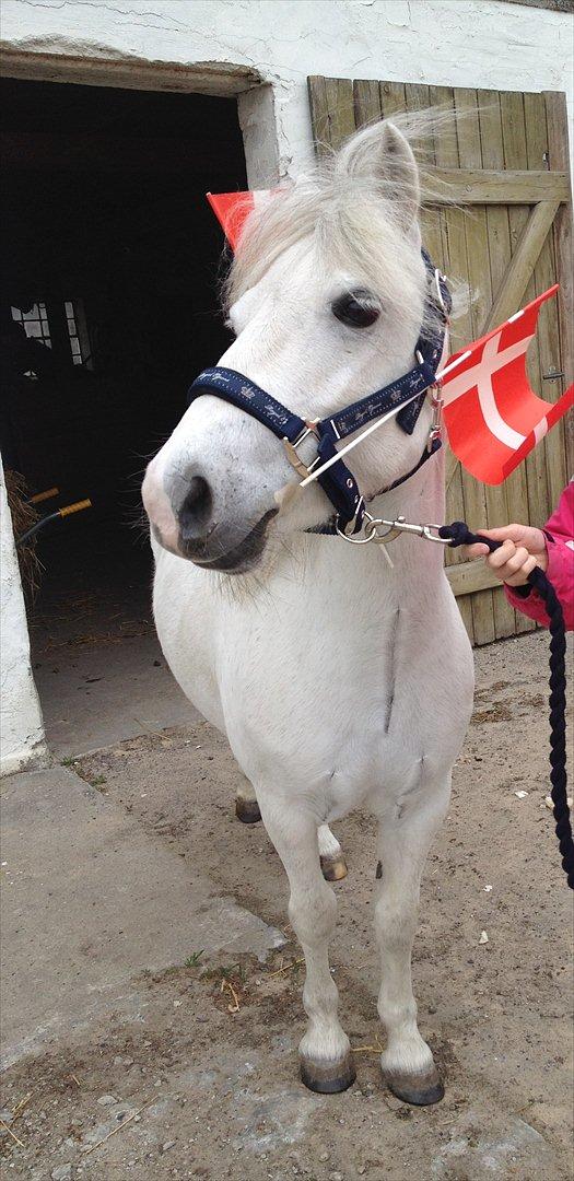Welsh Mountain (sec A) Coco Zeylex - Til Cocos fødselsdag den 4 Maj. :D billede 3