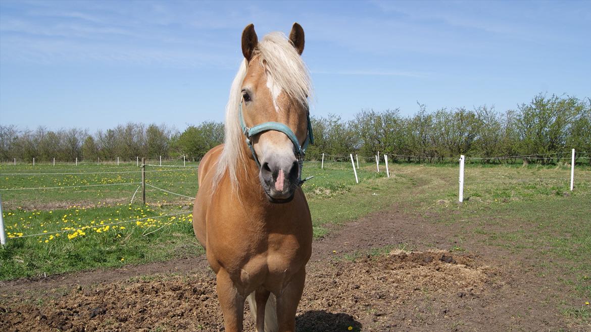 Haflinger Ariel-I *Avlshingst* - Nyt 3. maj 2012 billede 18