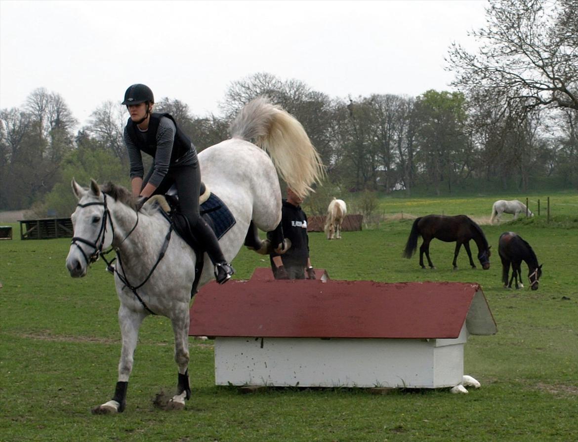 Anden særlig race Grey Girl - D. 4/5-12: Grås første tur i terrænet, her over et af husene. Tror det her hørte til 80 eller 90 :-) Hun var så cool, sprang det hele i første forsøg, fik ingen stop og gik direkte i vandgraven! STJERNEEEEE!  billede 10