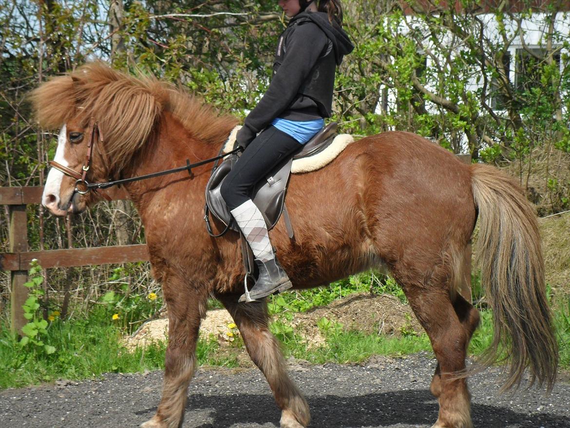 Islænder Pistill fra kirkjubæ | My soul mate<3 |  - Pony, det er dig, der for mig til at stå op hver morgen med et smil. Der er flere millioner heste i verden, men at jeg netop fandt dig, er jeg så evig taknemmelig over. Du gør mig fuldendt og hel. Jeg elsker dig, bedste ven♥ billede 9