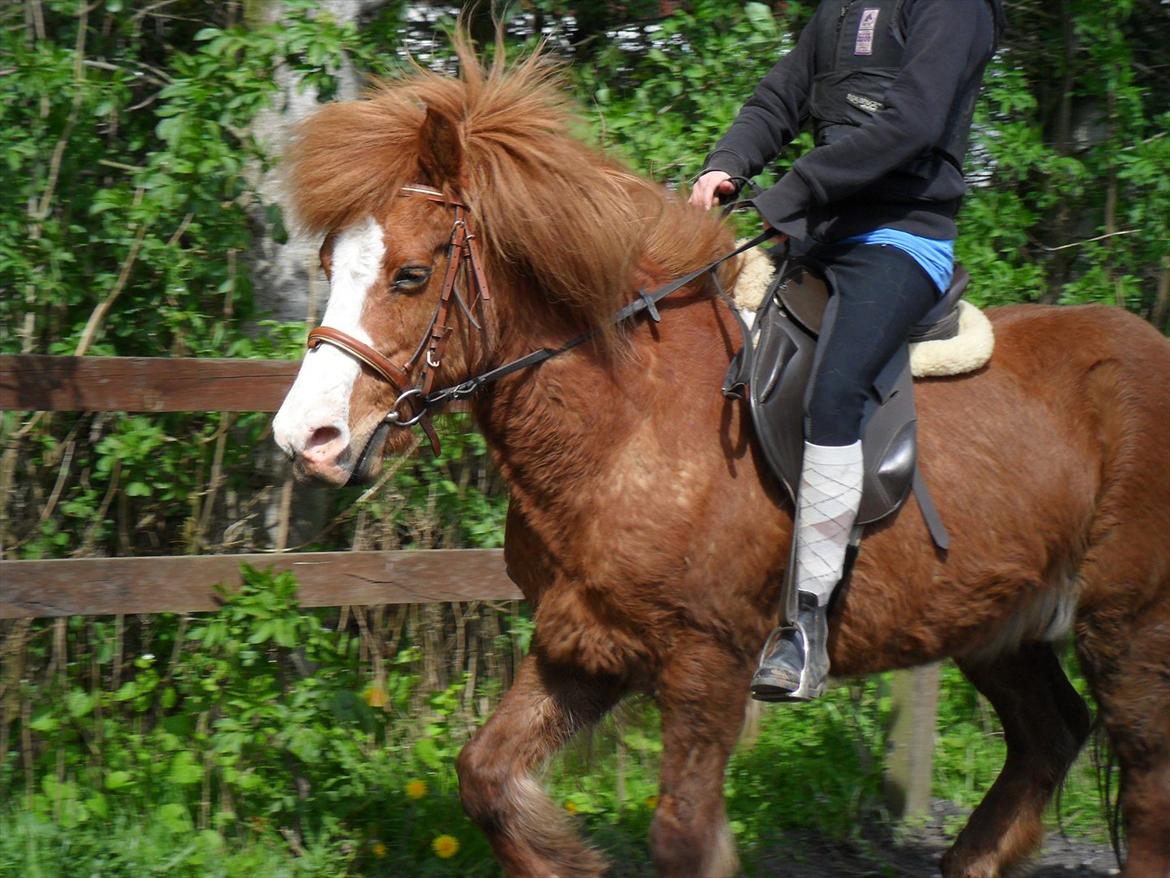 Islænder Pistill fra kirkjubæ | My soul mate<3 |  - You make my day ♥. billede 19