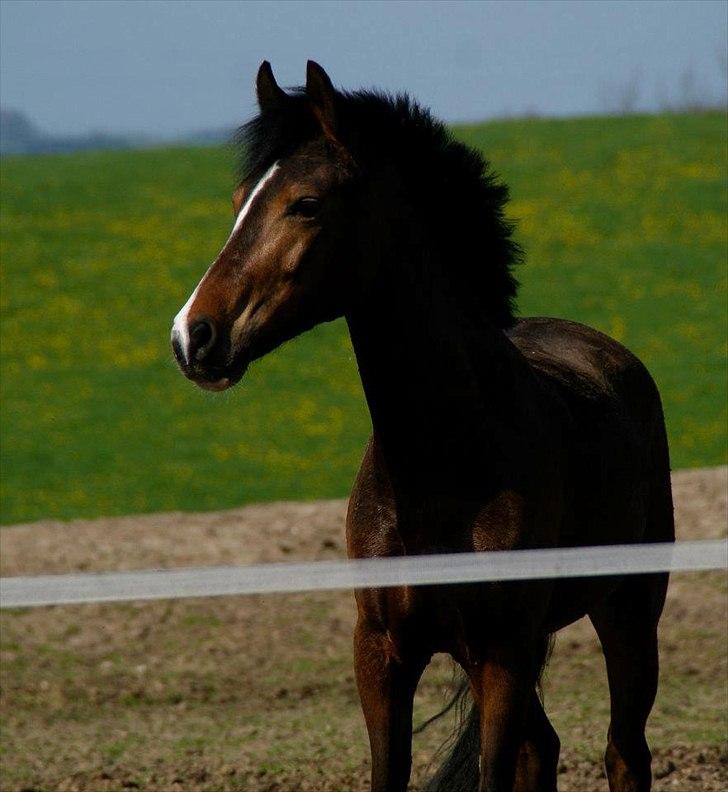 New Forest Lundgaards Bourbon - LÆKKER!! billede 3