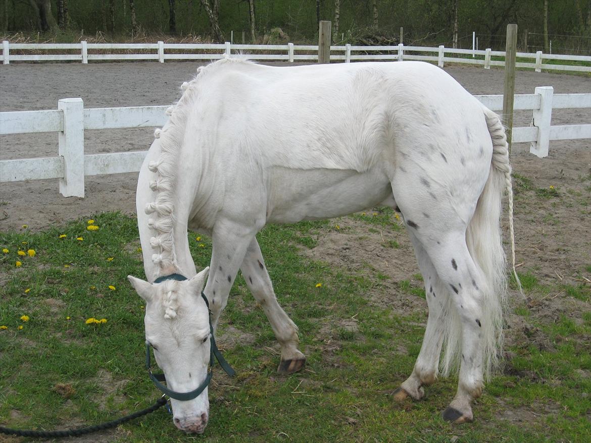 Anden særlig race - Speedo <3 - Se hvor fin hvid han er! :D billede 10