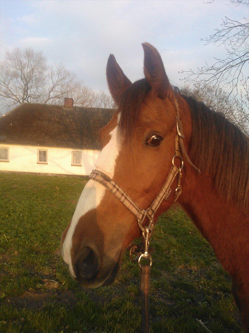 Anden særlig race Thor billede 1