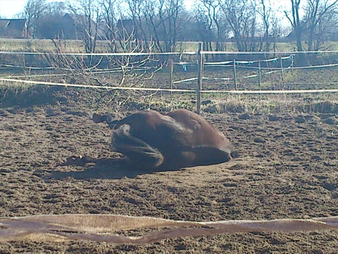 Anden særlig race Prins<3 billede 6