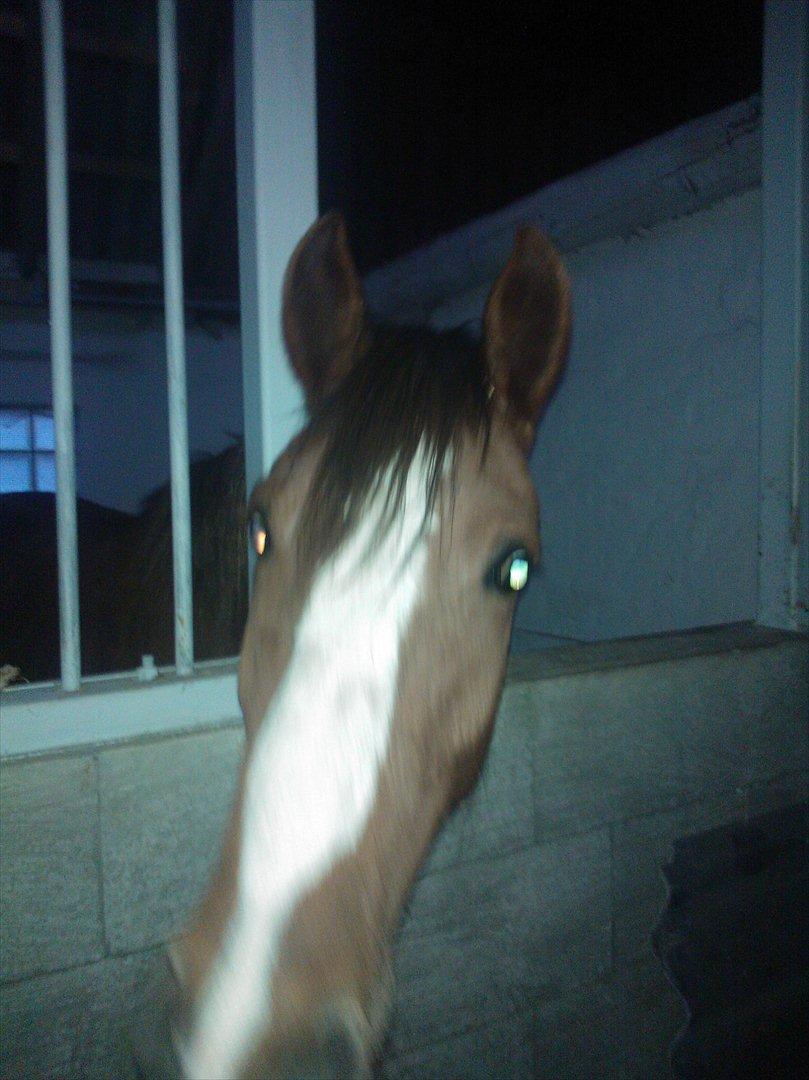 Anden særlig race Thor billede 2