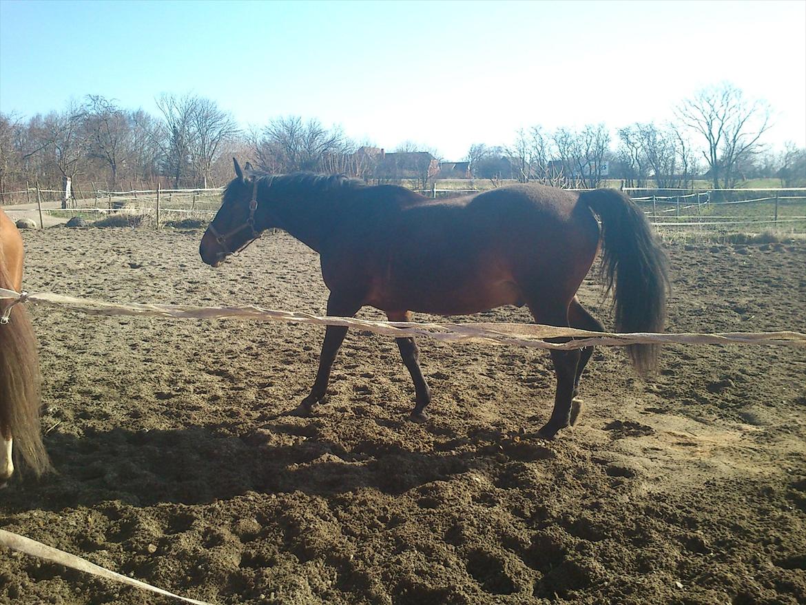 Anden særlig race Prins<3 billede 7