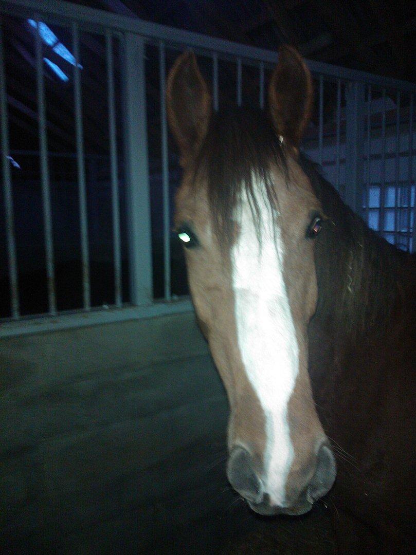 Anden særlig race Thor billede 3