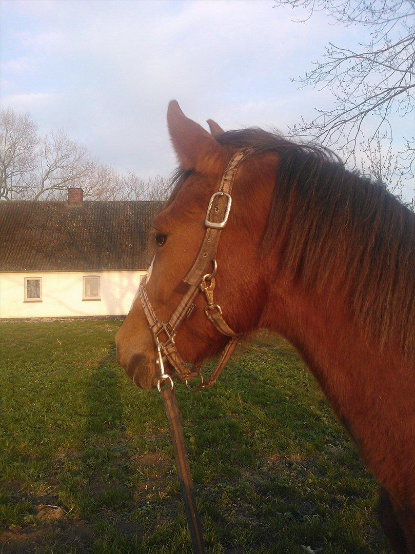 Anden særlig race Thor billede 6