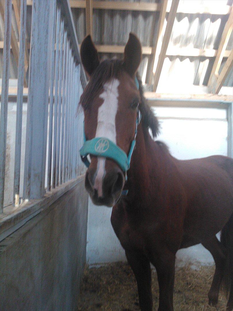 Anden særlig race Thor billede 7