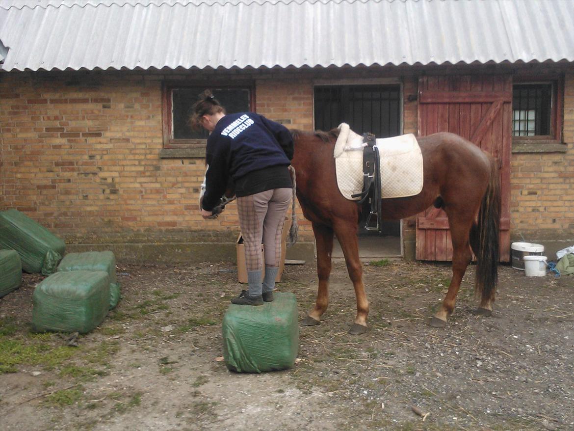 Anden særlig race Thor billede 9