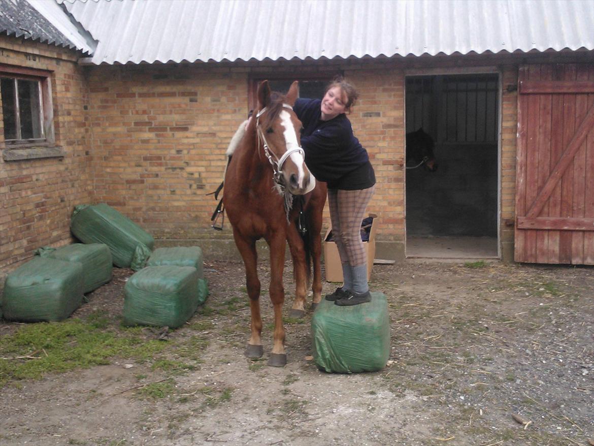 Anden særlig race Thor billede 10