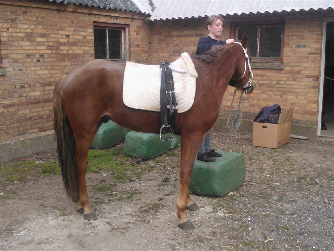 Anden særlig race Thor billede 11