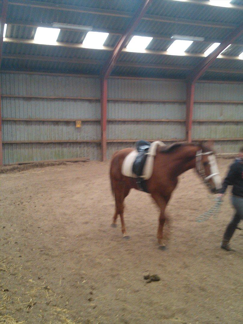 Anden særlig race Thor billede 12