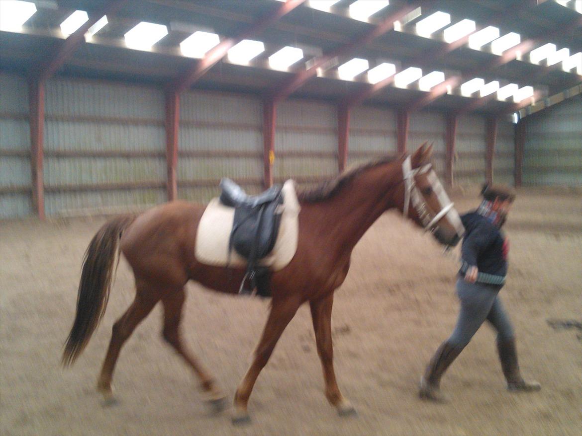 Anden særlig race Thor billede 13