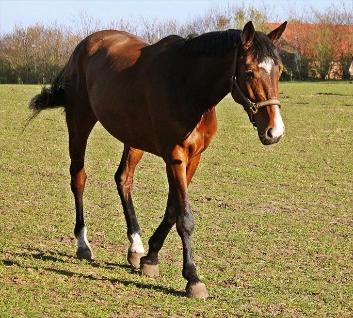 Dansk Varmblod Åen`s April - B - HEST <3. - April på fold første dag uden dækken 2/5 2012 <3 billede 12