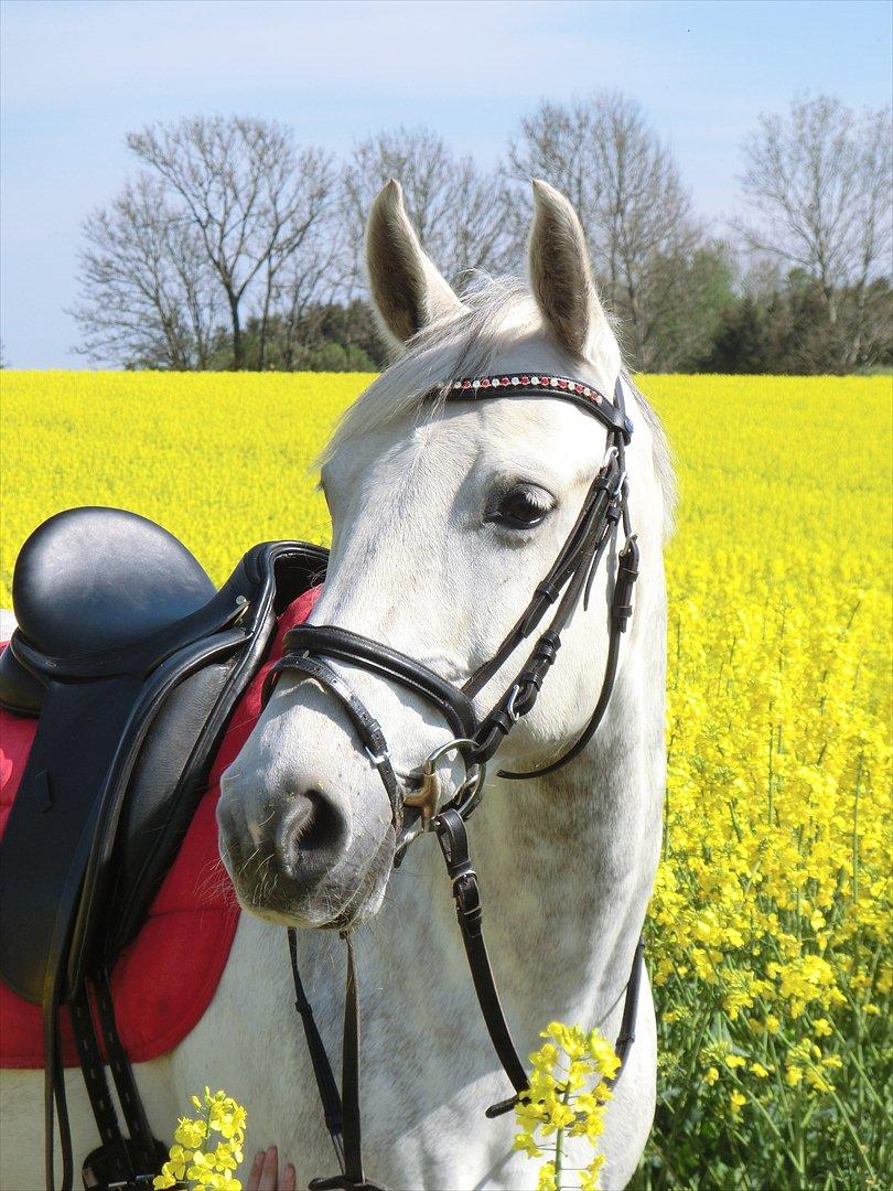 Anden særlig race Stella  - Smukke Stella i rapsmarken <3  billede 1