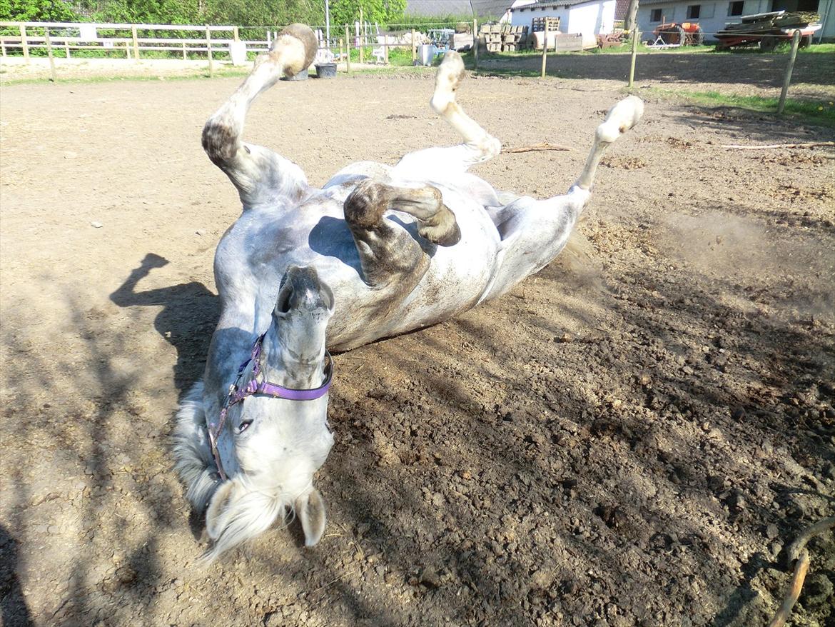 Anden særlig race Stella  - efter et bad må vi jo alle gøre vores for at ligne os selv igen<3  billede 20