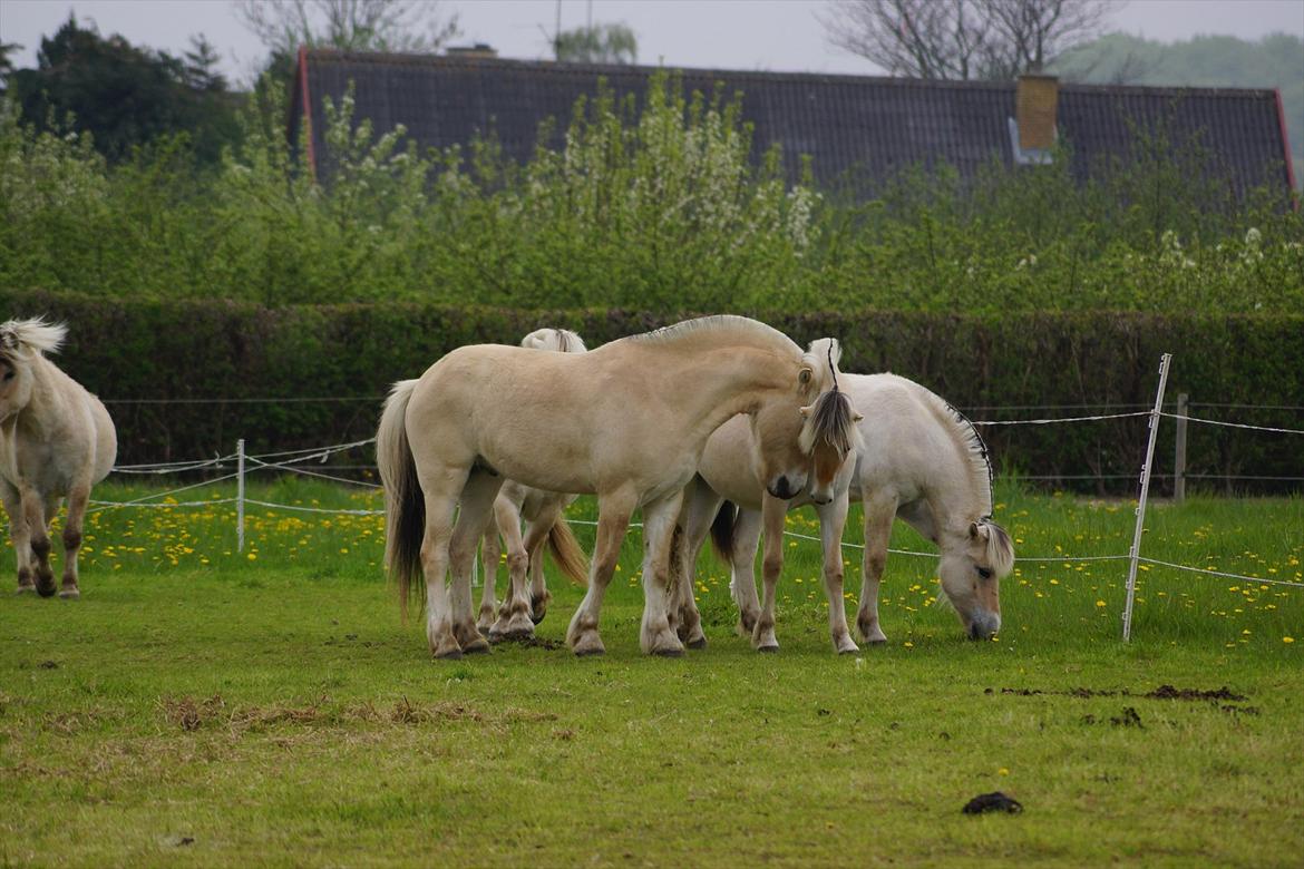 Fjordhest *Livets Melody* - 4. maj 2012 billede 17