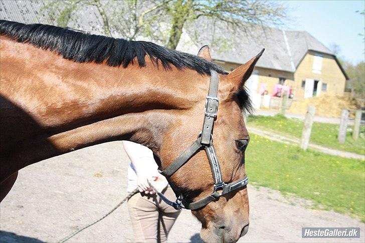 Dansk Varmblod Twiggi  "Prinsessen"<3 - 16. pigen i den varme sol efter en god dressur tur Foto: Maria billede 16