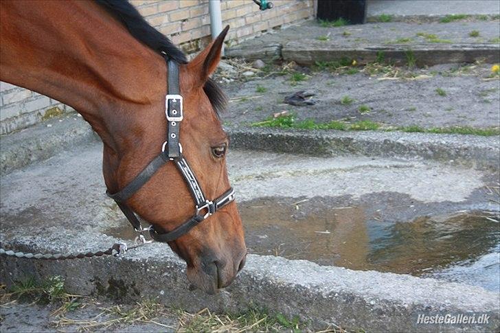 Dansk Varmblod Twiggi  "Prinsessen"<3 - 19. VAND :D Foto: Maria billede 19