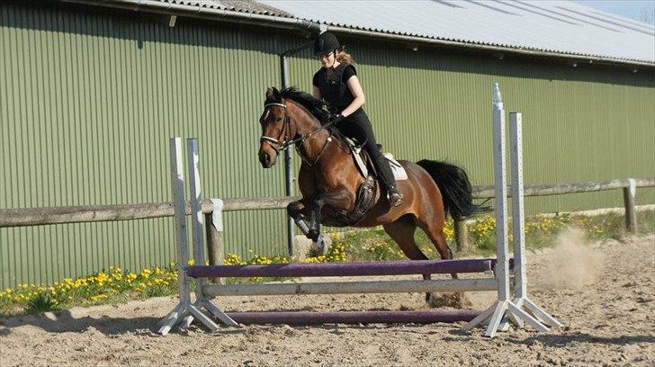 Anden særlig race Liesje - "Hvis gud har skabt noget smukkere end hesten, har han beholdt det for sig selv."

Spring træning d 3. Maj - 2012.<3

Foto af - Christine & Charlotte Rathje billede 15