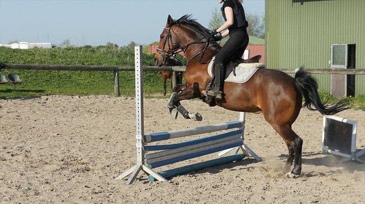 Anden særlig race Liesje - "Gode venner er som stjerner. Man kan ikke altid se dem, men man ved de altid er der!!"

Spring træning d 3. Maj - 2012.<3

Foto af - Christine & Charlotte Rathje billede 9