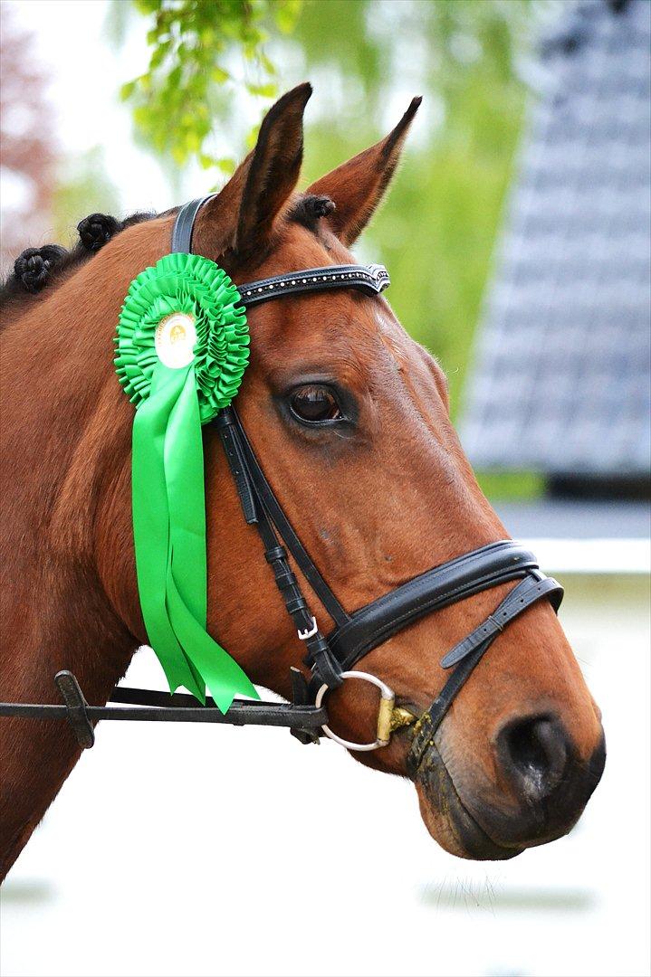 Dansk Varmblod Bounty Af Granlygård - 04.05.2012 AGR stævne. 6. plads ud af 23 i LC2A :) billede 4