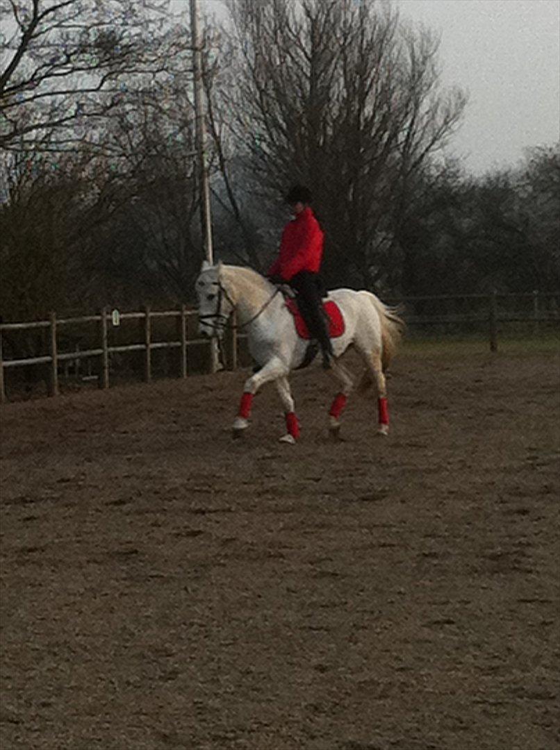 Connemara Guardian angel billede 17