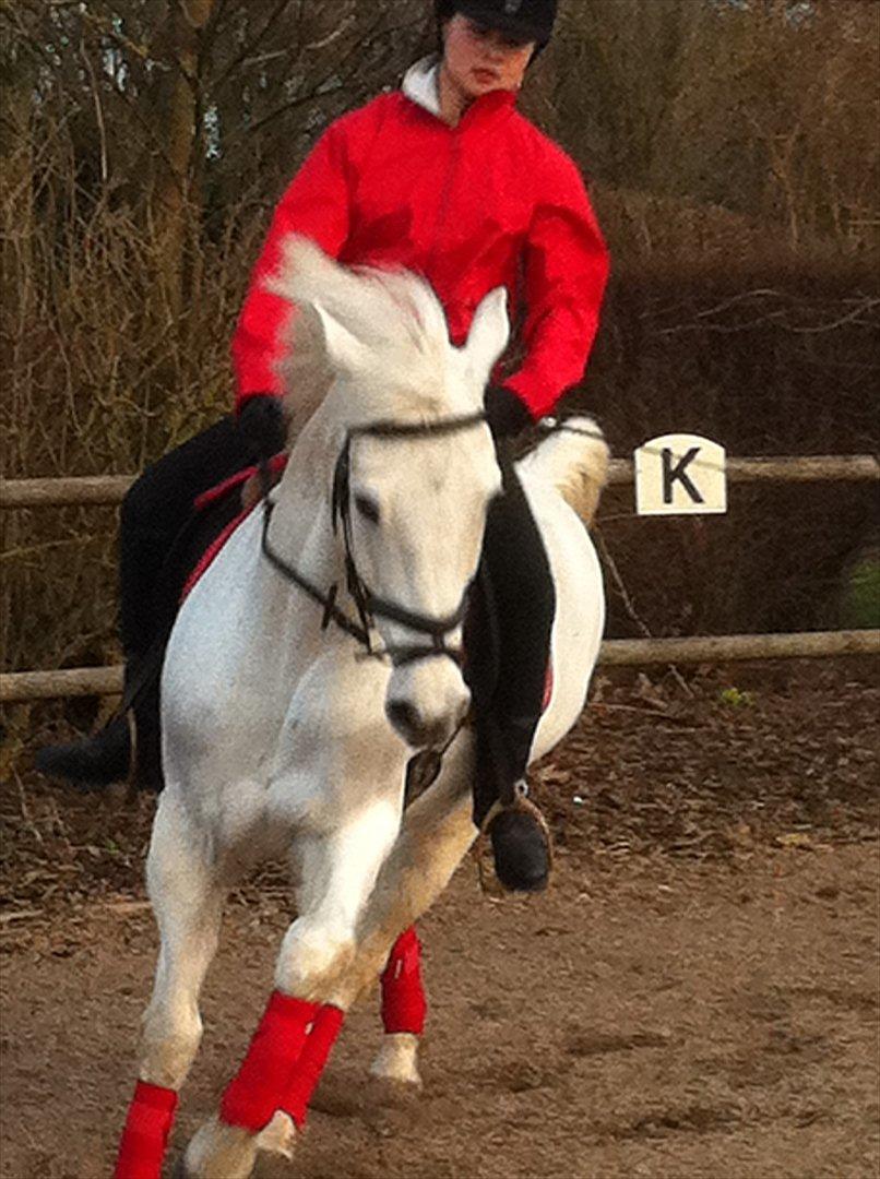 Connemara Guardian angel - Fordi han kan billede 18