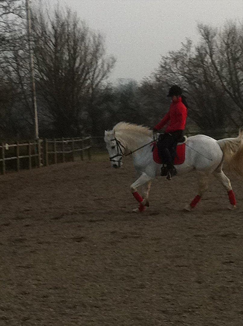 Connemara Guardian angel billede 19