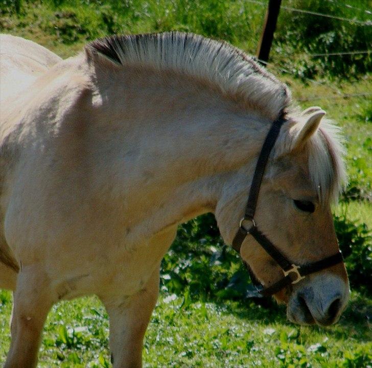 Fjordhest Sindi Græsmarken billede 12