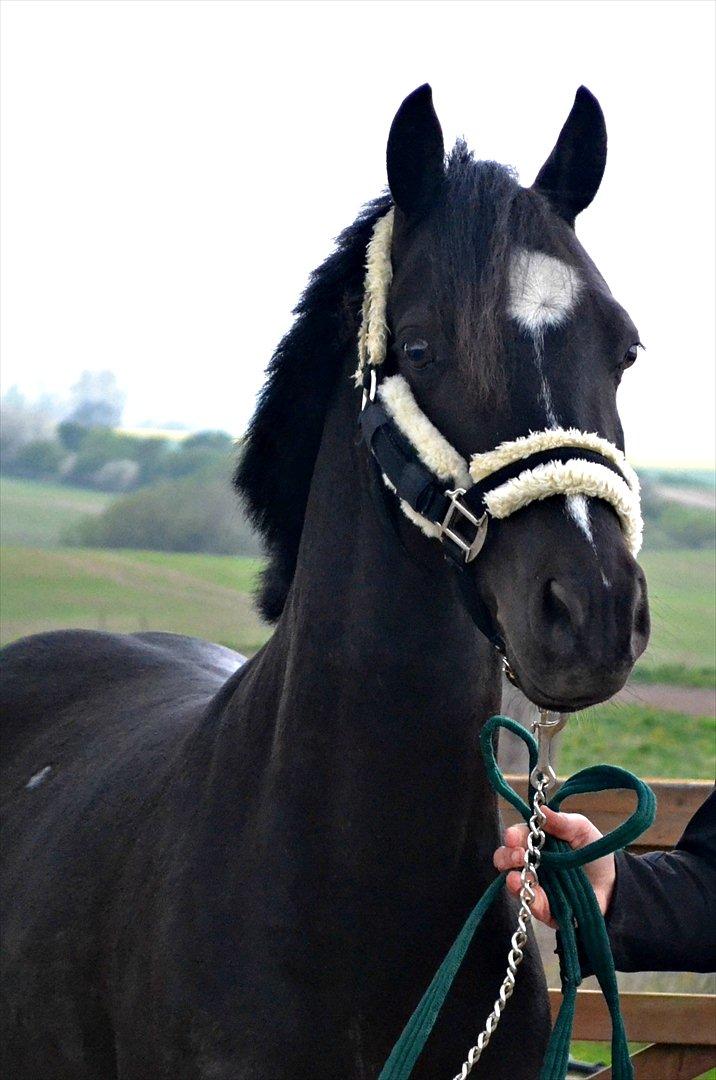 DSP Bjirmen's Hylke SPH 192 - Den SMUKKESTE dreng i verden!!<3
Fotograf: Celina B. <3 <3 billede 2