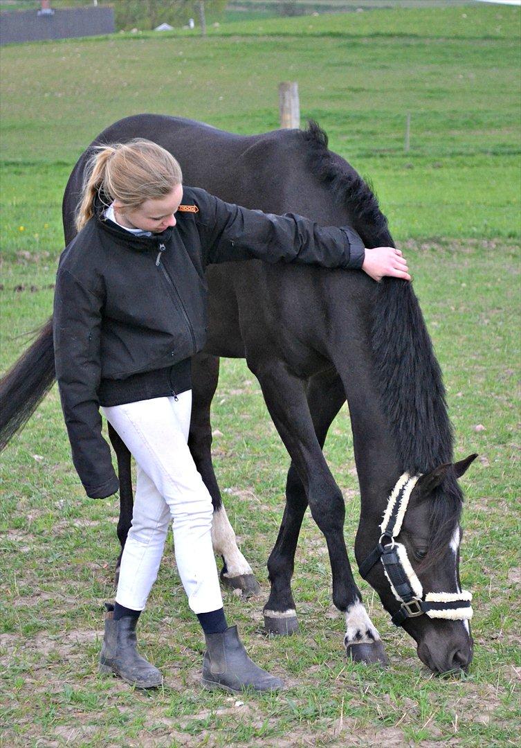 DSP Bjirmen's Hylke SPH 192 - Nyder en dag med den dejlige pony :)<3
Fotograf: Celina B. <3 billede 5