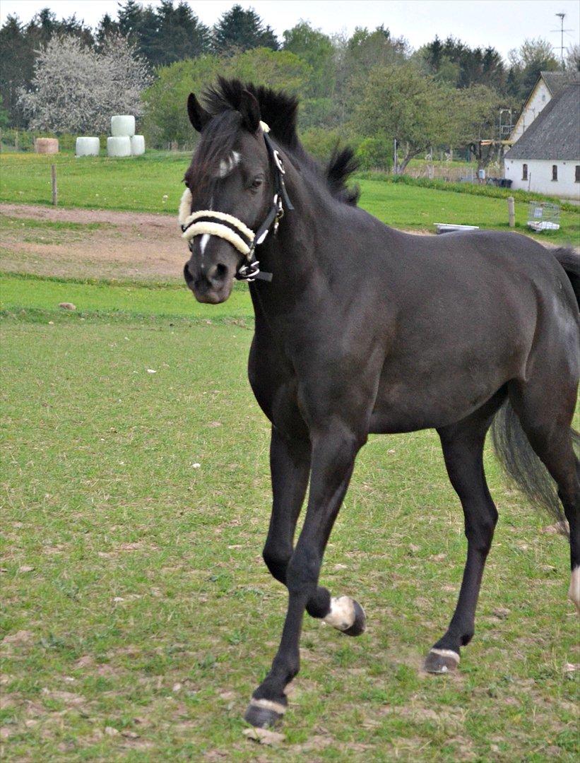 DSP Bjirmen's Hylke SPH 192 - Hylke på fold :)<3
Fotograf: Celina B. <3  billede 4