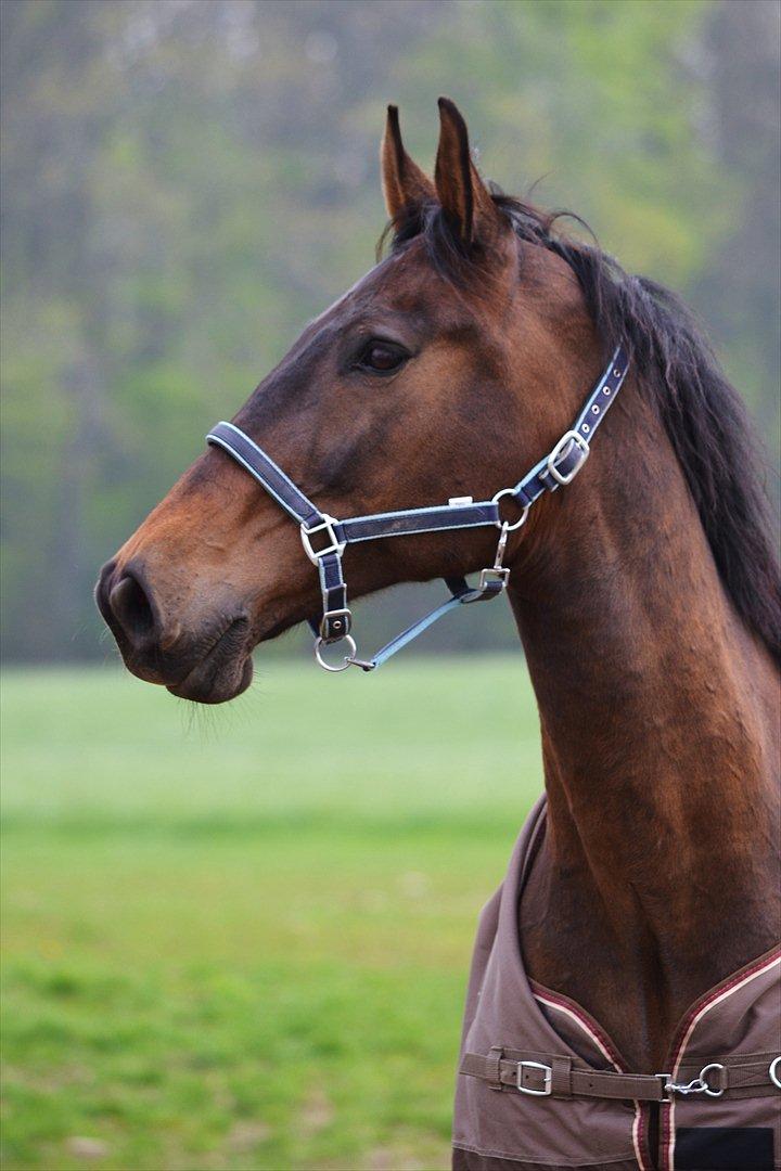 Dansk Varmblod Capitano Af Granlygård RIP<3 - Foto: Mig billede 8