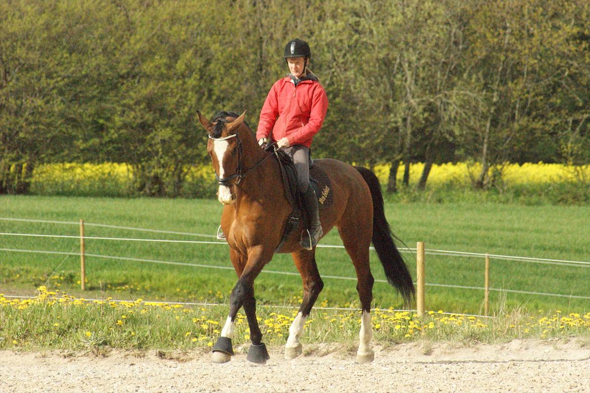 Dansk Varmblod Engvangs Don Select billede 1