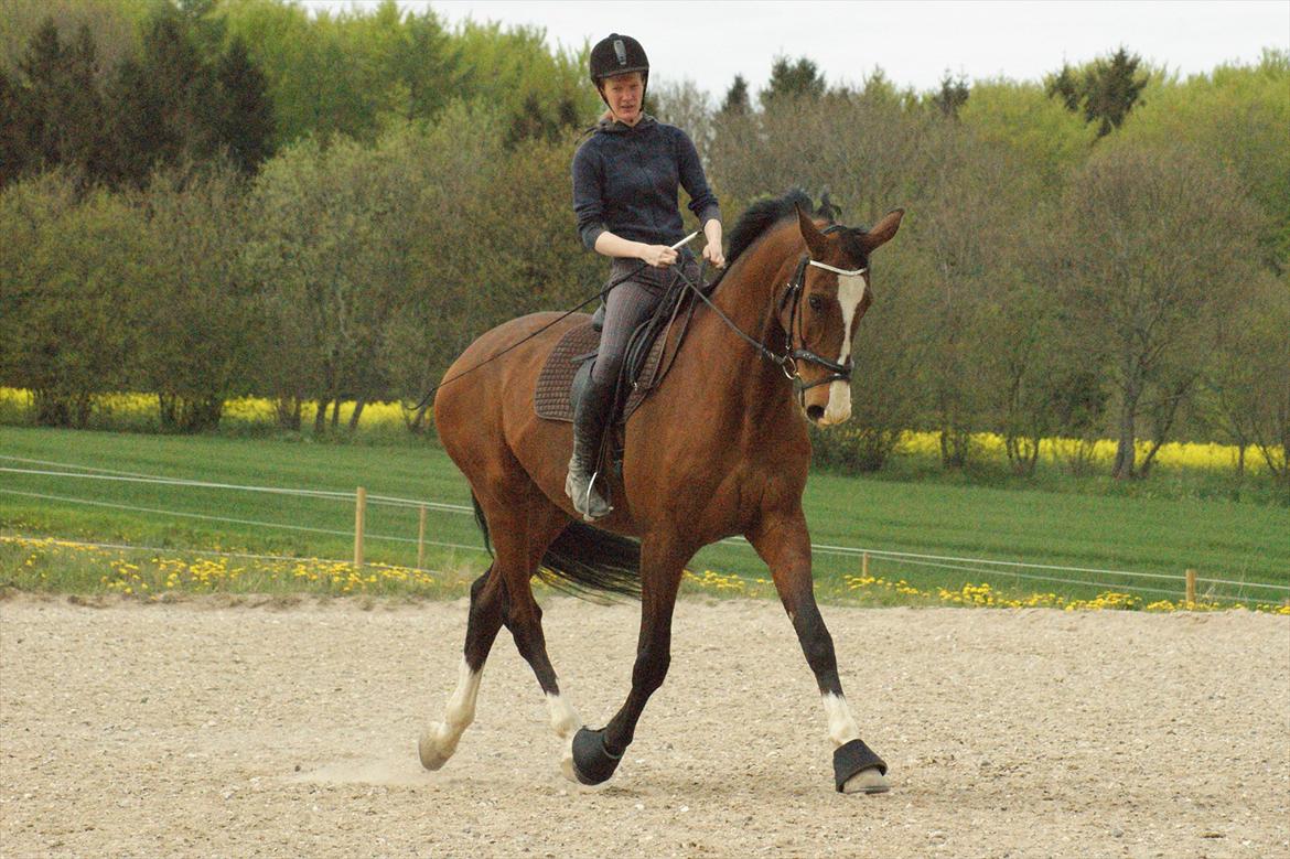 Dansk Varmblod Engvangs Don Select billede 2