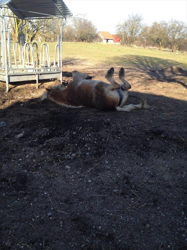 Haflinger Boline Bendroff billede 16