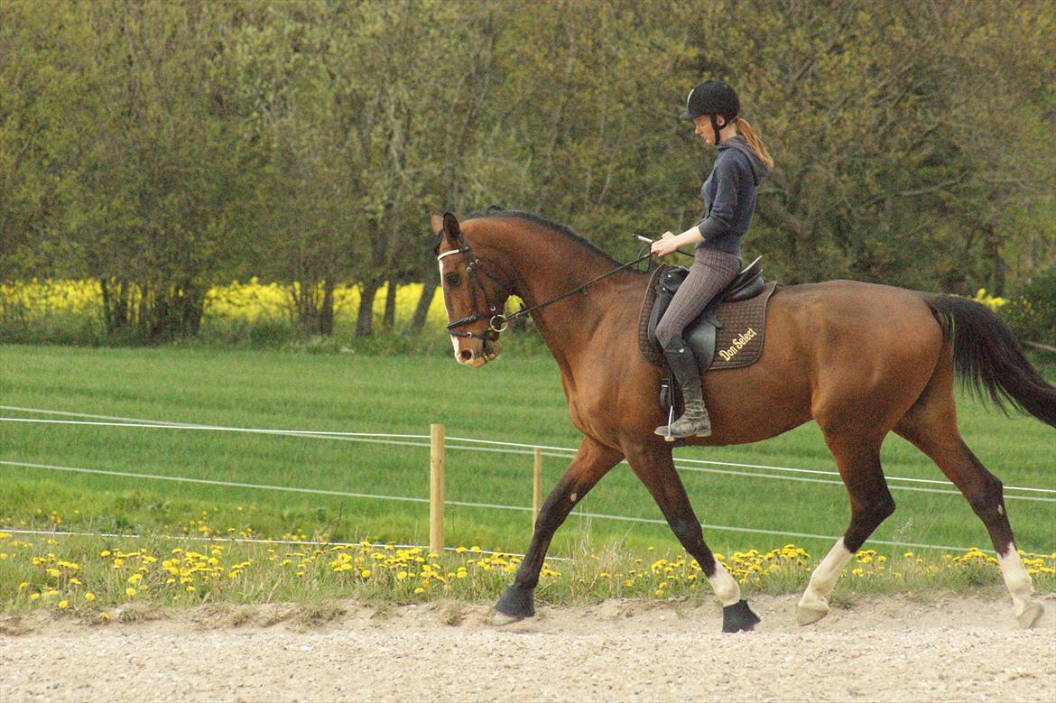 Dansk Varmblod Engvangs Don Select billede 3